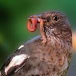 animals, nature, bird-3329900.jpg