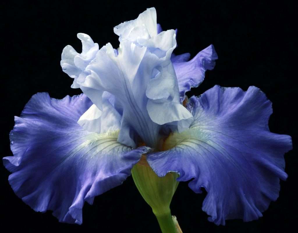 blossom, botany, color-5356482.jpg