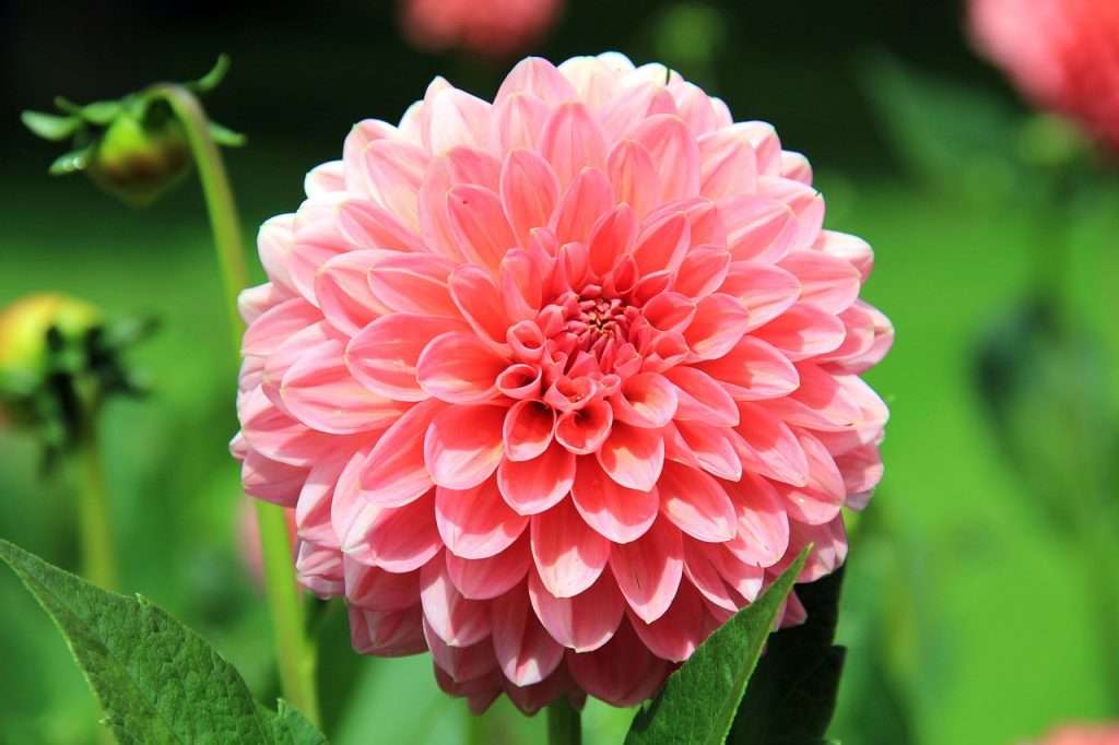 flower, dahlia, garden-197343.jpg
