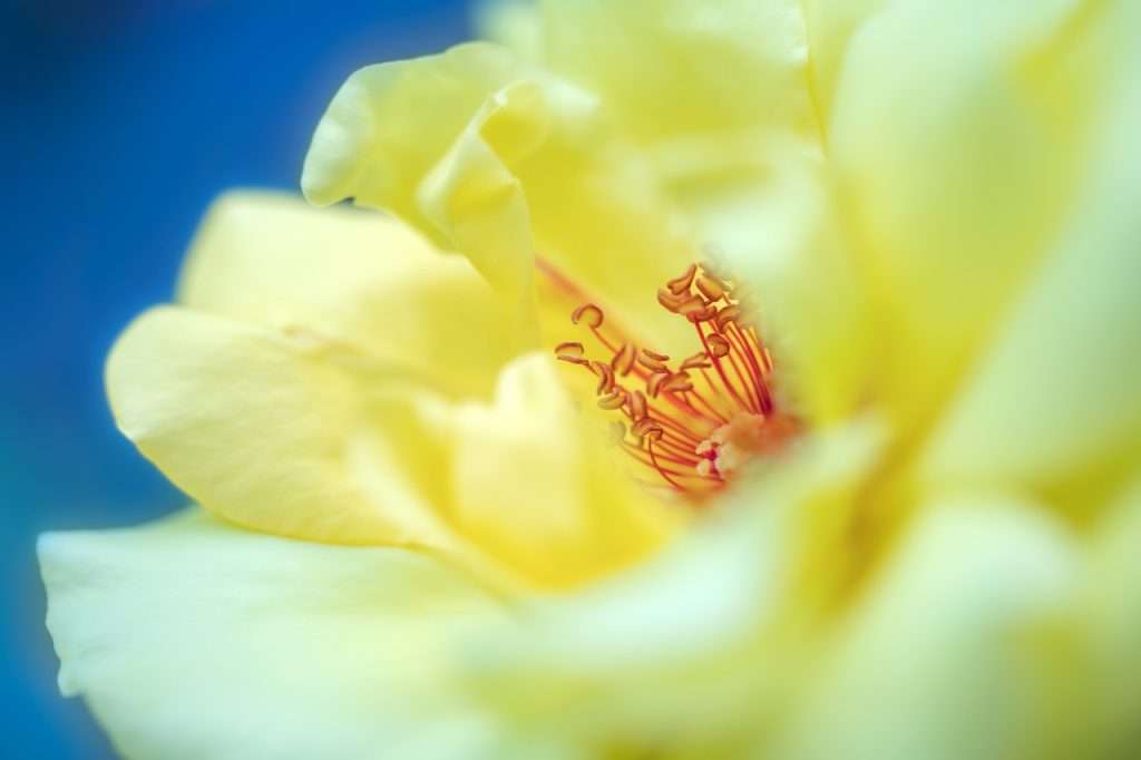 flower, rose, flower wallpaper-7043267.jpg