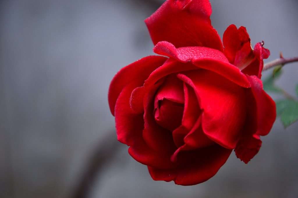 rose, rose flower, flower-3802424.jpg