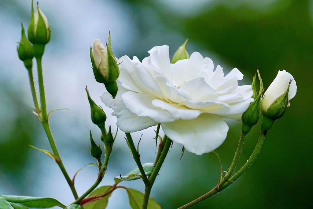 roses, white, white rose-2604125.jpg