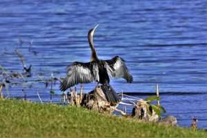 bird, american darter, sunning-4534019.jpg