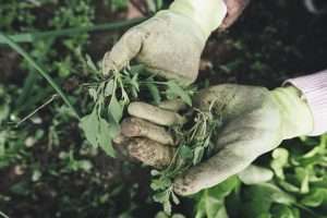 gardening, nature, agriculture-2518377.jpg