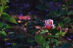 pink rose, chicago botanic gardens, flowers-2405971.jpg