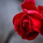 rose, beautiful flowers, flower-3802424.jpg