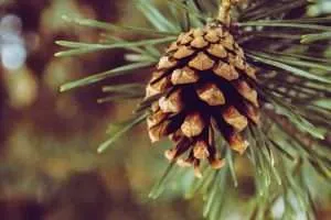 Detailed shot of a pine cone hanging on a green pine tree branch.