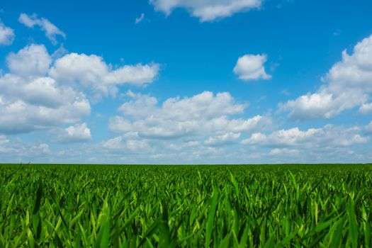 A vibrant green field under a clear blue sky with fluffy clouds, symbolizing nature's serenity.