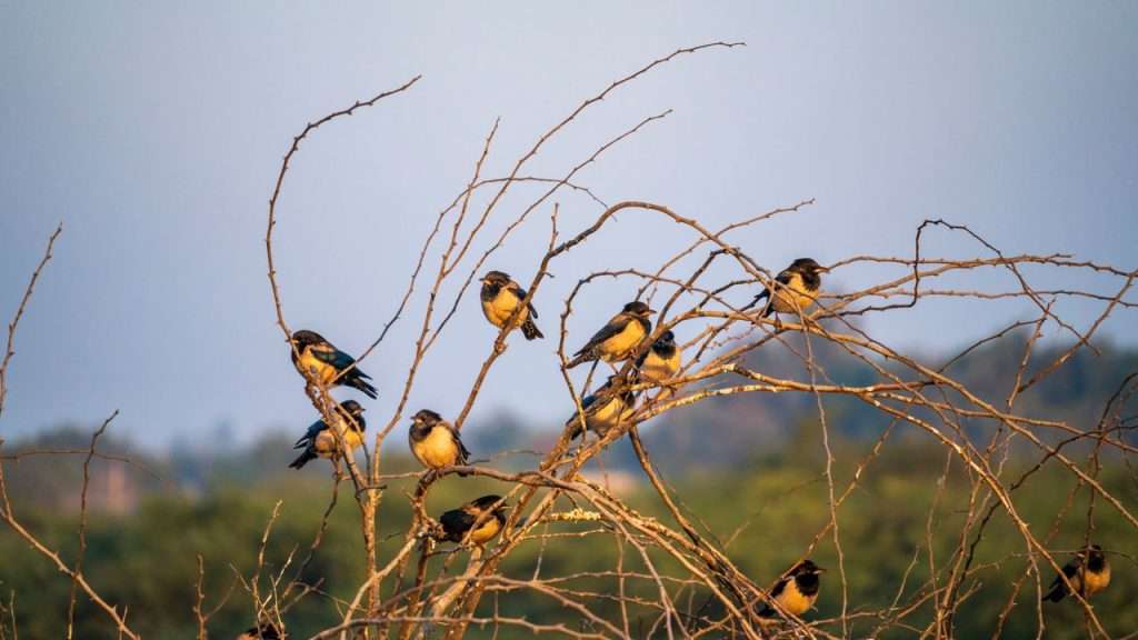 A group of birds sitting on barren branches against a clear sky.